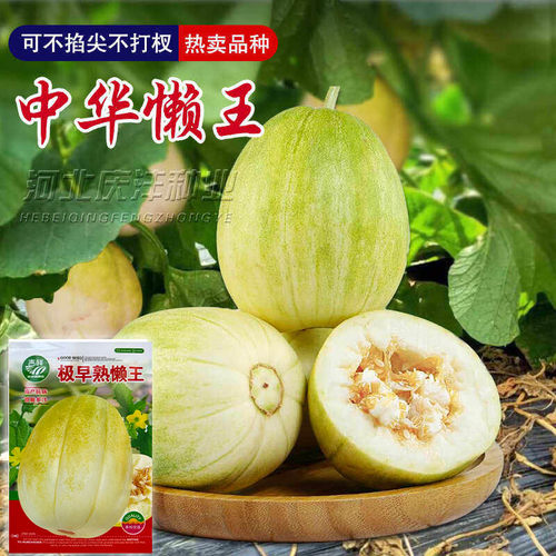 中华懒王甜瓜种籽中华