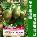 Семена Киви Зеленый Сердце Киви Семена фруктовых деревьев Киви Семена деревьев легко сажать и жить семенами фруктовых деревьев киви легко сажать и жить