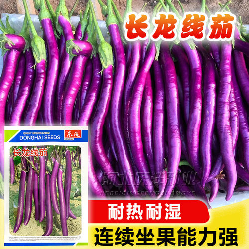 紫红长茄种子高产圆长线绿圆茄子籽紫杭茄种子早熟高产春季播蔬菜