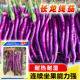 紫红长茄种子高产圆长线绿圆茄子籽紫杭茄种子早熟高产春季 播蔬菜