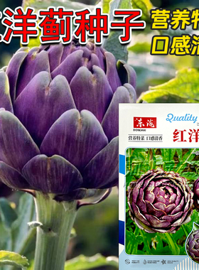 紫色洋蓟种子红洋蓟籽朝鲜蓟种子朝鲜蓟春季蔬菜种子特菜种子四季