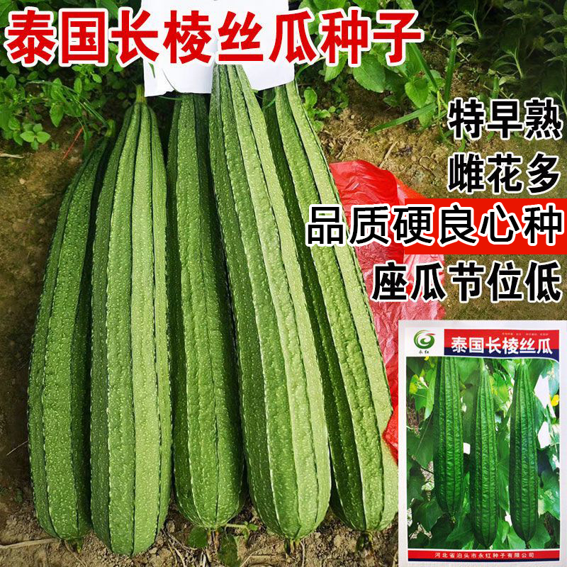 泰国长棱丝瓜种子水丝瓜籽农家特菜棱瓜种子四季丝瓜春季蔬菜种孑