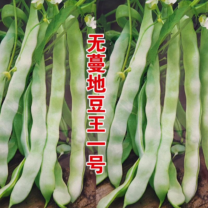 高产地豆王种子矮生不搭架无蔓芸豆四季豆角籽春秋季菜园蔬菜种孑
