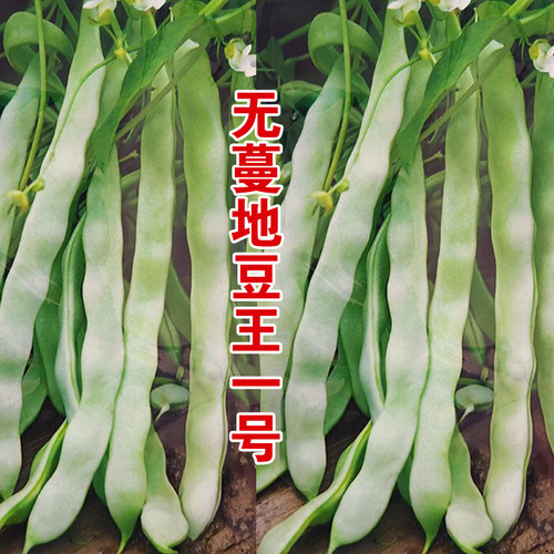 高产地豆王种子矮生不搭架