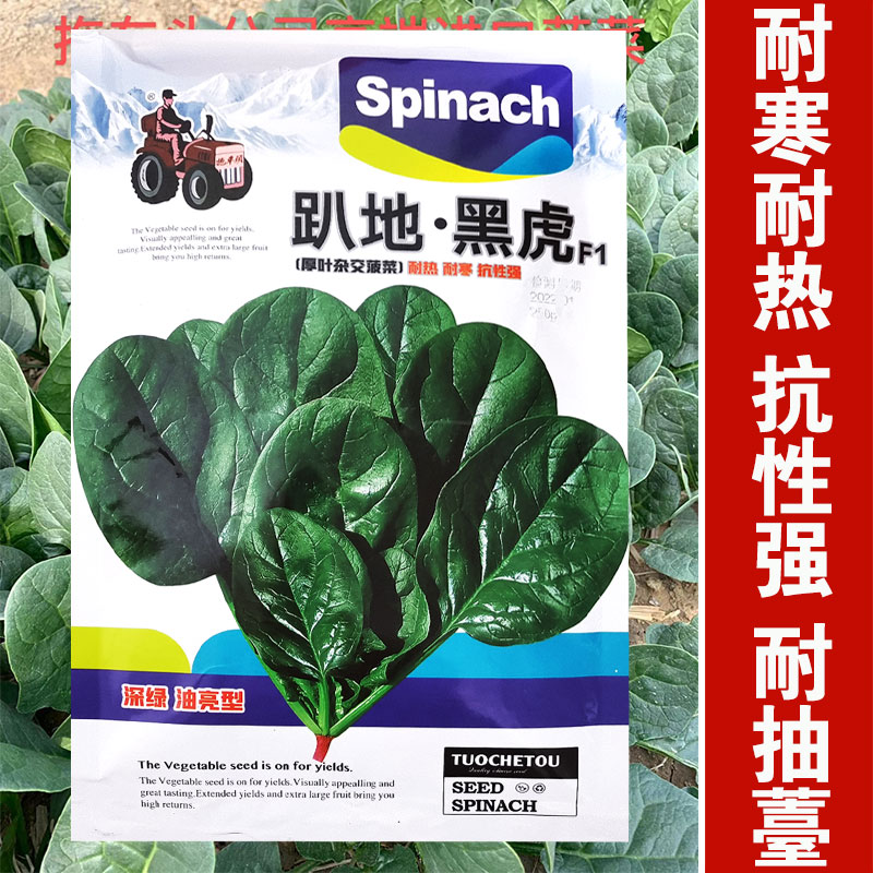 趴地菠菜种子耐寒越冬