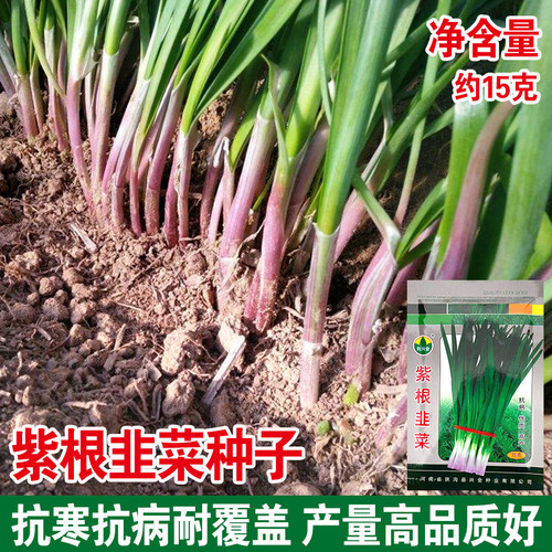紫根多年生四季阳台盆栽蔬菜种子