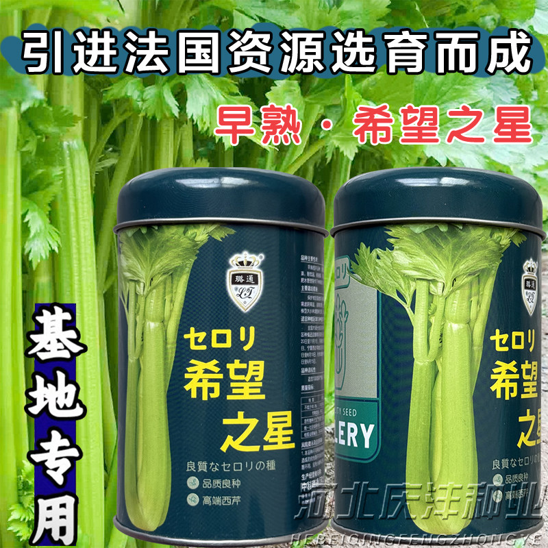 希望之星芹菜种子光亮纤维少耐低温抽苔种苗高端西芹种子四季
