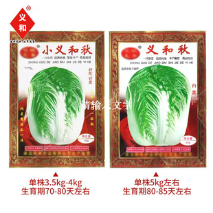 小义和秋大白菜种子蔬菜籽小菜籽冬秋种孑北方秋季冬储胶州大白菜