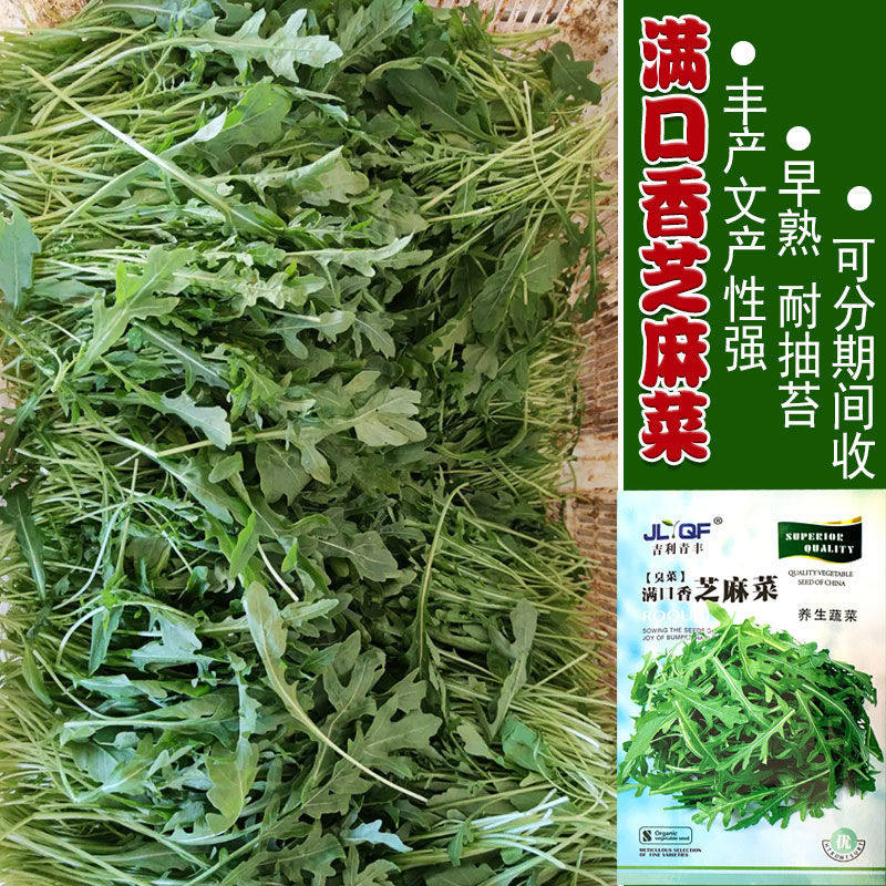 芝麻菜种子大叶臭菜种籽图片