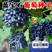 蓝宝石葡萄种子特大颗粒无籽无糖家庭园艺种植葡萄苗春季 好吃菩提