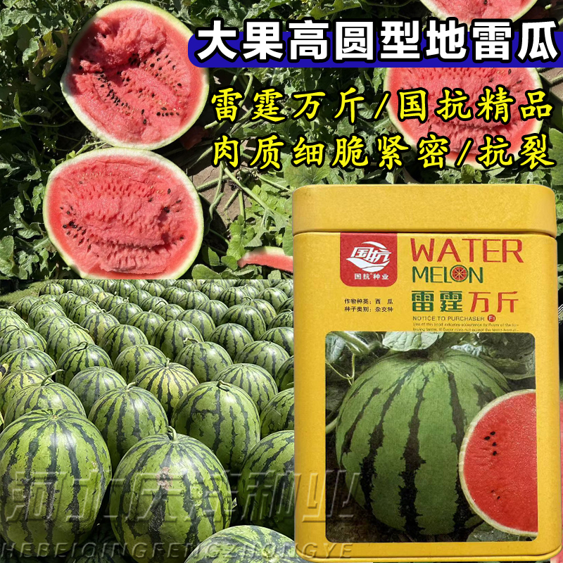 大果型地雷瓜西瓜种子单瓜重40斤