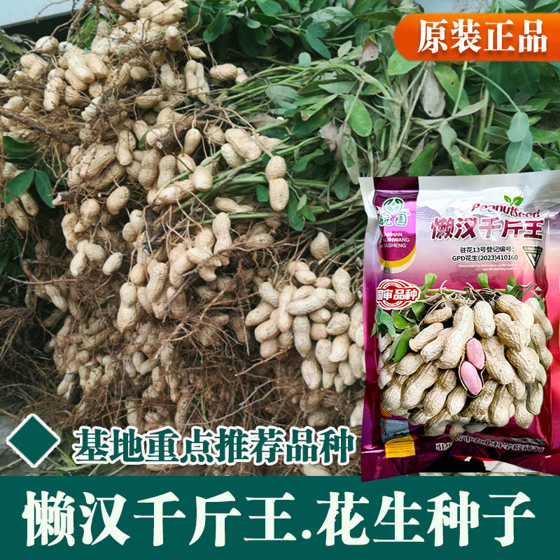 手工剥壳花生小白沙薄皮小果型图片