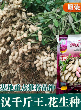 手工剥壳花生小白沙薄皮小果型