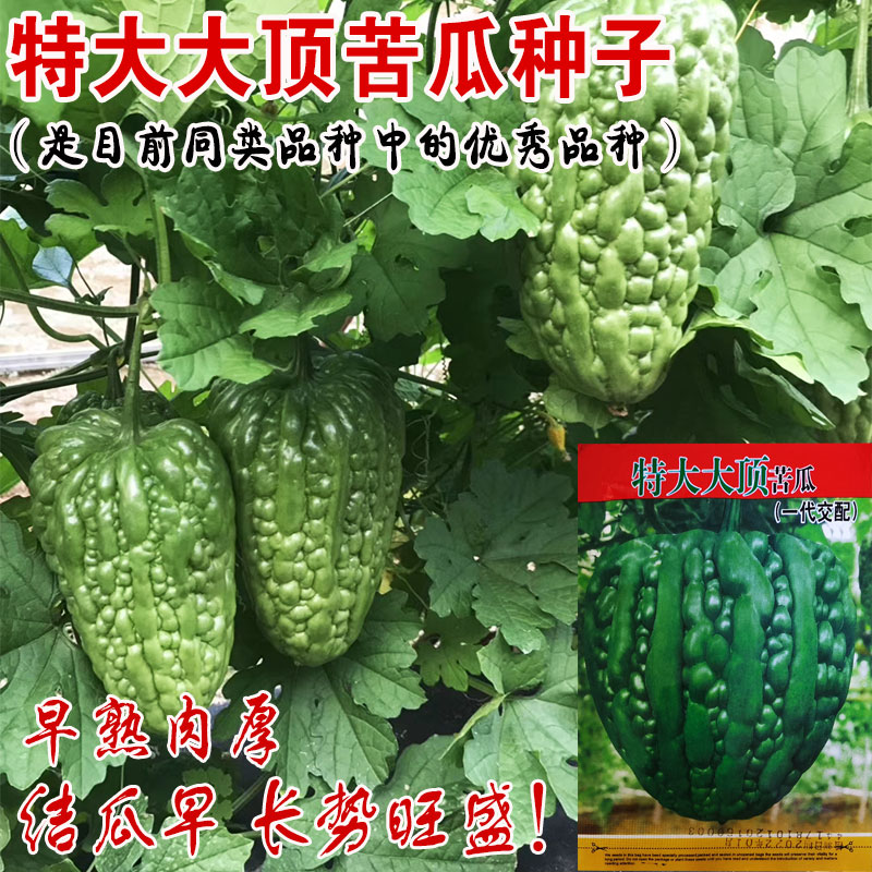 特大大顶苦瓜种子早熟肉厚苦瓜种子一代杂交蔬菜种子四季盆栽种
