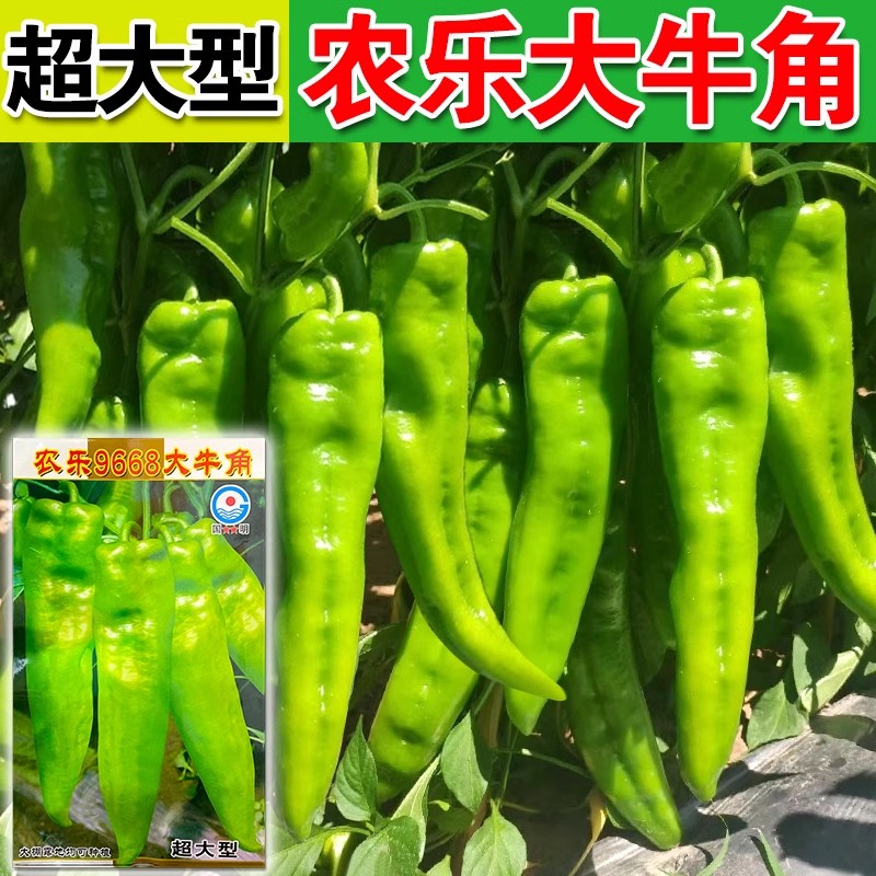 特大牛角椒种子苗辣椒种籽高产大果羊角青椒尖椒种孑春秋四季蔬菜
