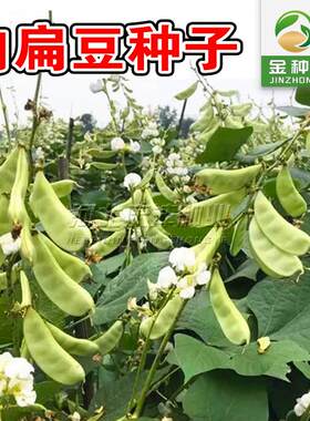 大肉厚扁豆红眉豆青眉豆蔬菜眉豆扁豆种子正宗 红扁豆早熟高产