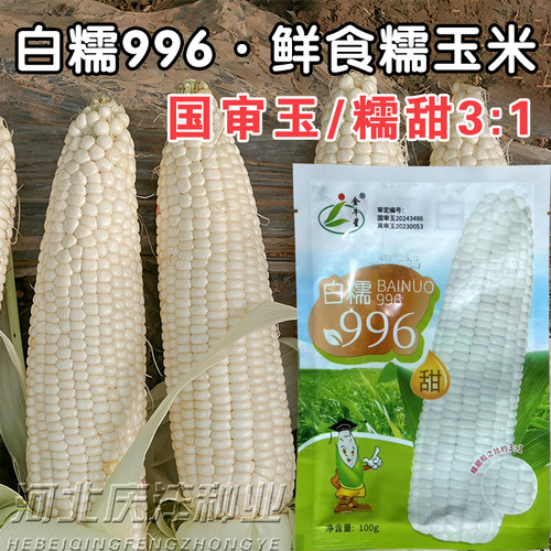 金牛星白糯996甜糯玉米种子