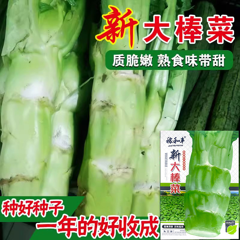 蔬菜四川笋子秋季特大种籽图片