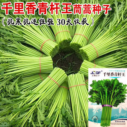大叶小叶茼蒿种子皇帝菜