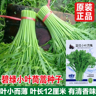 小叶茼蒿种子四季播种蔬菜 精选 光杆茼蒿 阳台庭院大田容易种植