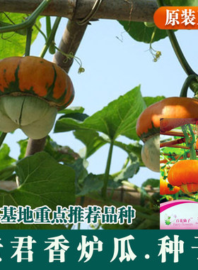 香炉看瓜福禄寿观赏四季蔬菜种子