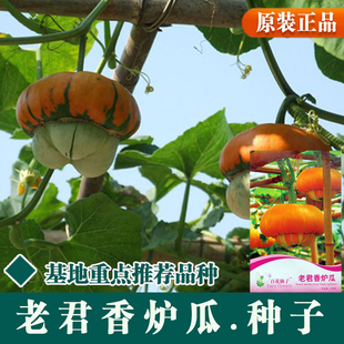 香炉瓜种籽看瓜福禄寿瓜观赏南瓜北瓜阳台盆栽菜园四季蔬菜种子孑