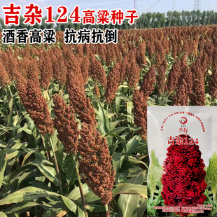 铁杆杂交高粱种子高产抗倒抗鸟抗旱高产酿造型矮杆1.4米红高粱籽