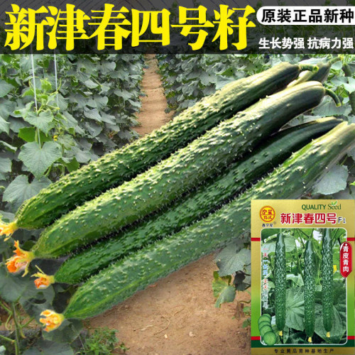 新津春四号黄瓜种子早春四季播黄瓜种子水果蔬菜种子高产耐寒早春
