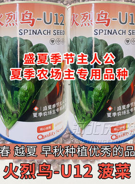 菠菜种子籽高产耐热耐寒