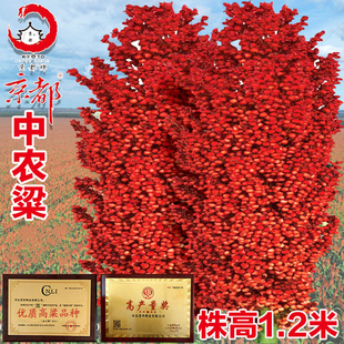中农粱12号红高粱矮杆糯梁王高粱大田粘糯抗倒株高1.4米高粱种籽