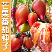 芒果蜜番茄种子超甜水果沙瓤西红柿种籽春秋季 阳台盆栽蔬菜孑 四季
