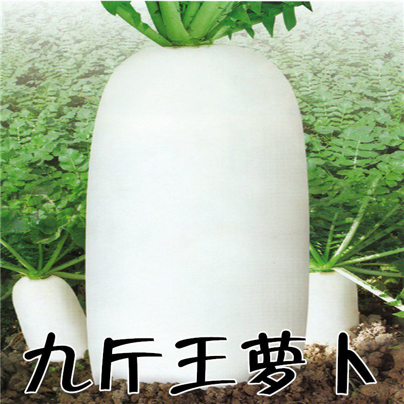 九斤王大白萝卜种子春秋四季播种蔬菜籽种庭院大田种植长白萝卜孑