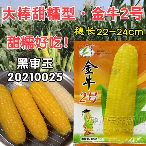 金牛2号黄甜糯玉米种子高产