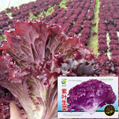 爽口紫叶生菜种子红叶四季 罗马生菜种籽耐寒耐热高产速生生菜种孑