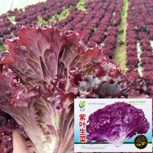 紫叶生菜种子耐热耐寒