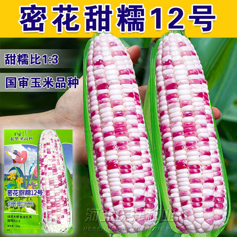 密花甜糯12号彩甜加糯玉米种子彩色鲜食甜香四季抗病高产水果种籽