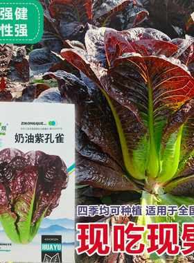 奶油紫孔雀菜种子农田菜园可四季盆栽紫色脆嫩罗马直立生菜蔬菜籽