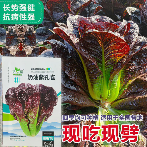 四季种植紫色奶油孔雀菜