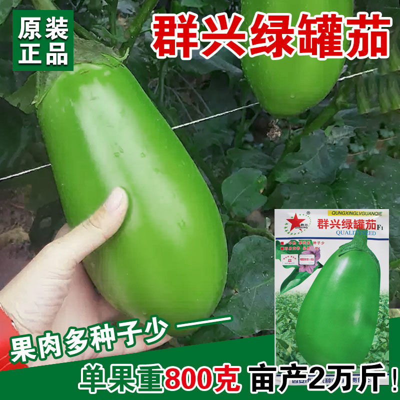 绿罐茄种子茄子种籽高产四季蔬菜种孑青茄子绿皮耐寒春季秋菜种子