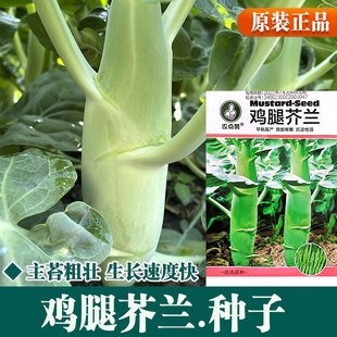 芥兰菜种籽广东鸡腿粗芥蓝种子甜脆四季阳台盆栽菜籽蔬菜种孑青