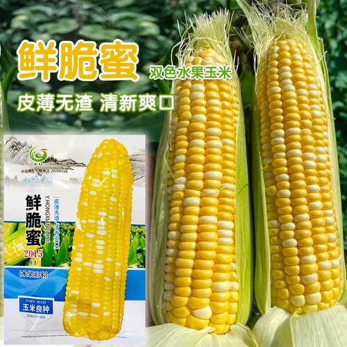 早熟超甜水果玉米种籽甜种子