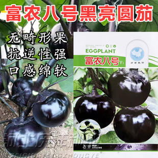 圆茄种子富农八号F1黑色圆形茄种籽紫黑色果型高产大基地专用品种