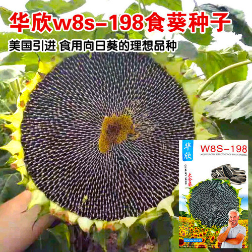 华欣8198食用向日葵种子大食葵种籽春夏季大瓜籽早熟大田高产耐旱 - 封面
