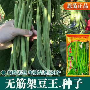 泰国特长架豆种子无筋架豆王无丝豆秋季荚长肉厚四季豆角蔬菜种子