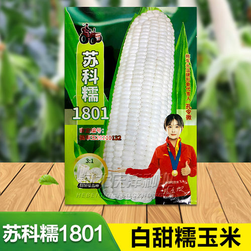 国审糯玉米种籽苏科糯1801玉米种子鲜食糯玉米籽高产抗病大田种孑