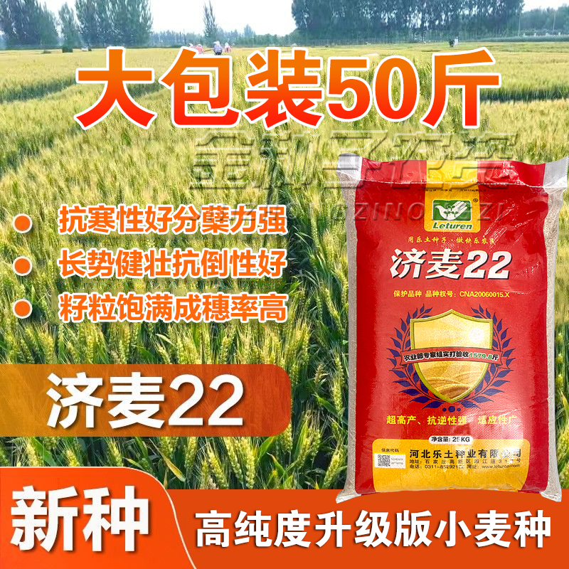 国审济麦22小麦种子优质强筋麦