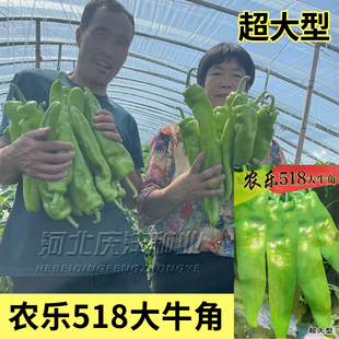 特大牛角椒种子青椒种籽辣椒种籽青椒籽种特辣四季香辣高产蔬菜孑