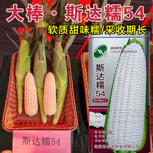 合丰斯达糯54甜糯玉米种子高产