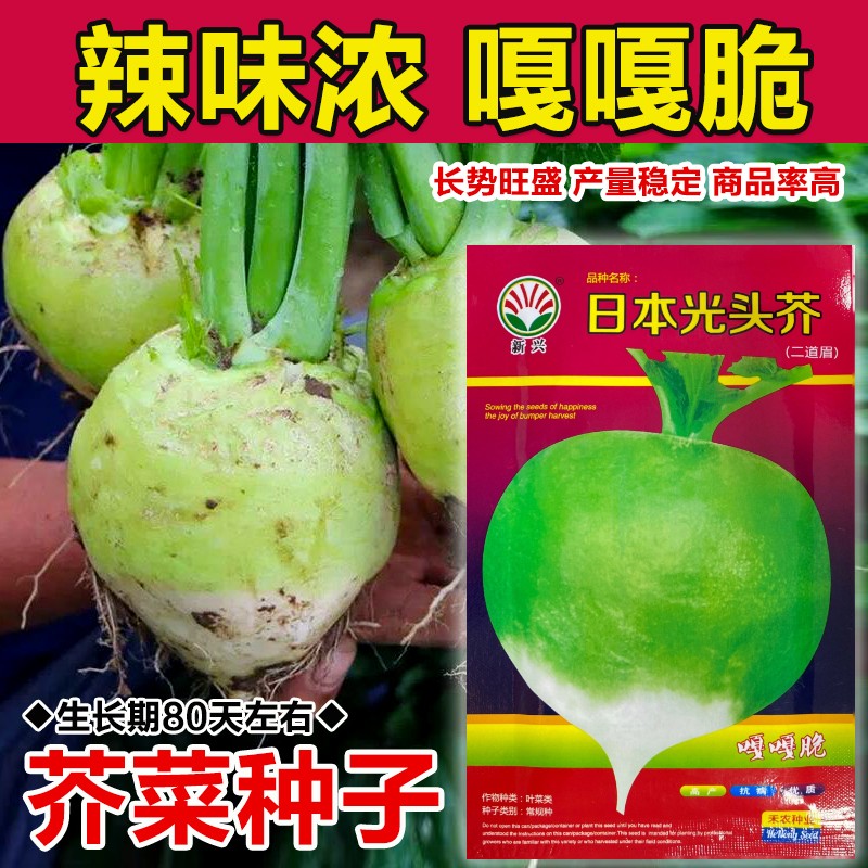 光头芥菜种子辣疙瘩大头圆头芥菜