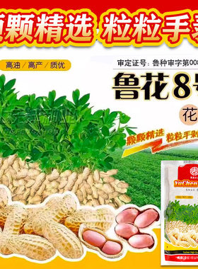 山东鲁花早熟高产带壳花生种子